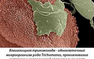 Почему у кота сильно пахнет моча