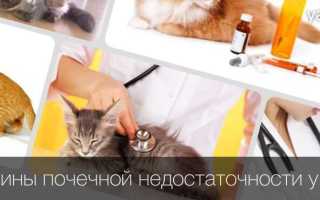 Хпн у кошек что делать
