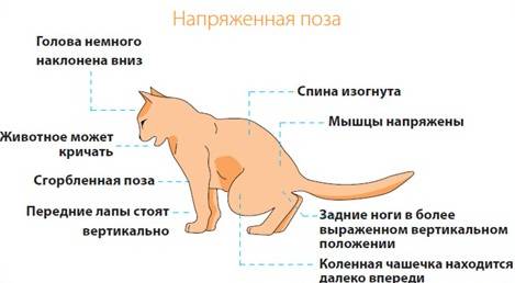 Что нужно знать о болезнях мочевыводящих путей кошек?