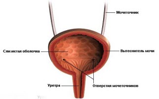 мочевыделительной системы