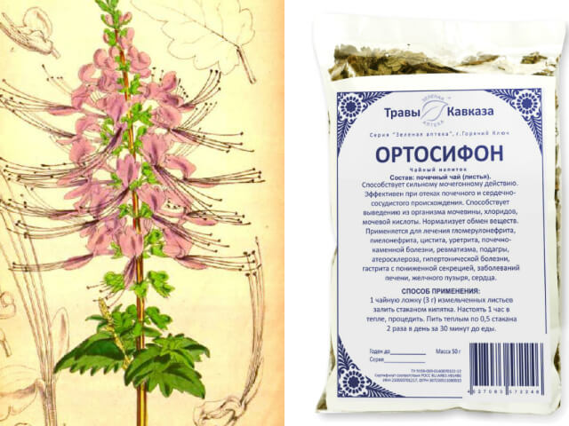 Сбор в основе которого трава Ортосифон